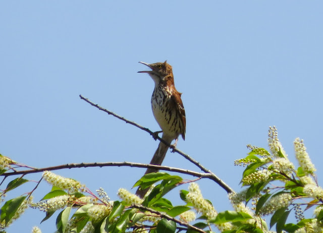 Brown Thrasher - Jamaica Bay, New York