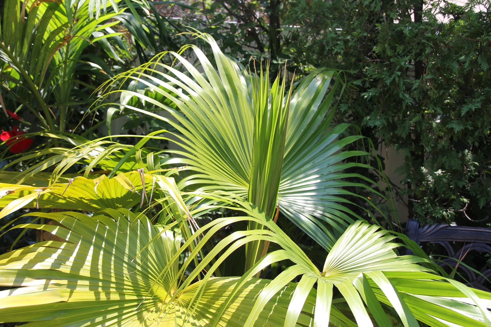 Tropical Gardening in New York City! Late July Update Zone 7 Palm Trees