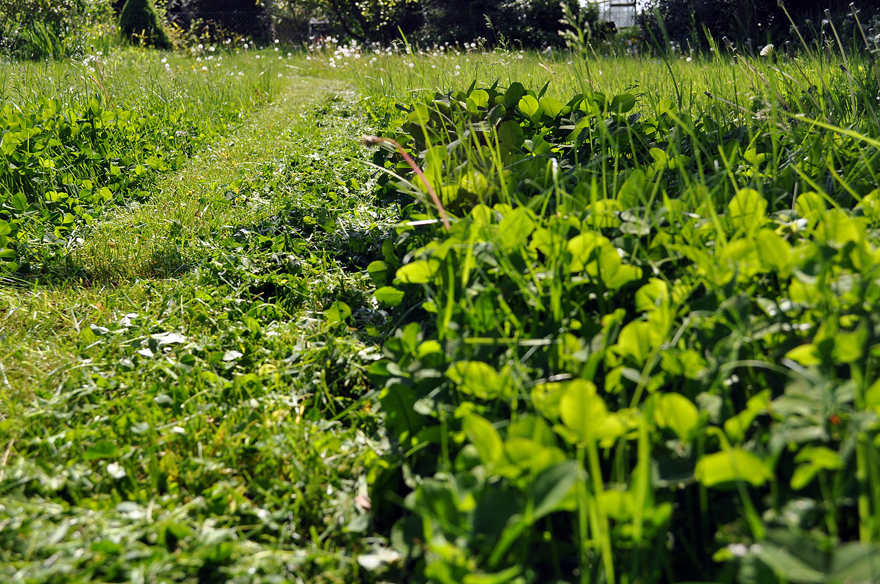 ERSTER RASENMÄHEREINSATZ - goldenfairycottage