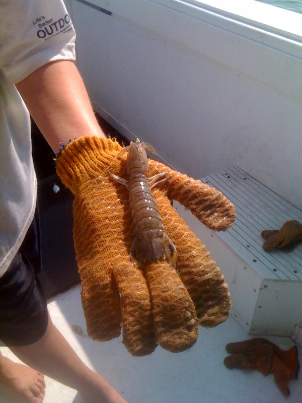 Stone Crab Kids SC's Youngest Research Team There's Always Something New