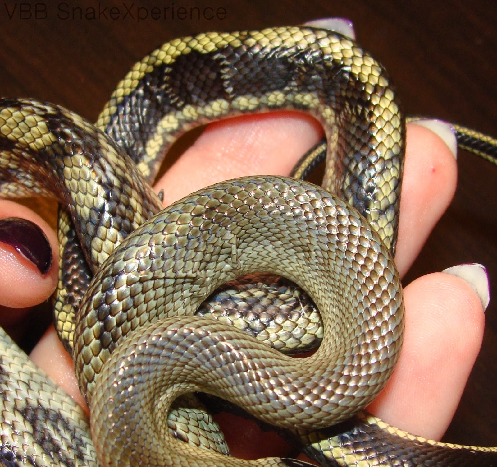 The Vietnamese Blue Beauty snake blog: Bad shed, what to 