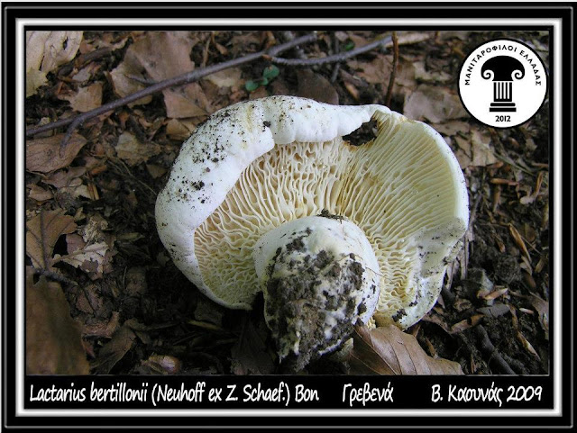 Lactifluus bertillonii (Neuhoff ex Z. Schaef.) Verbeken