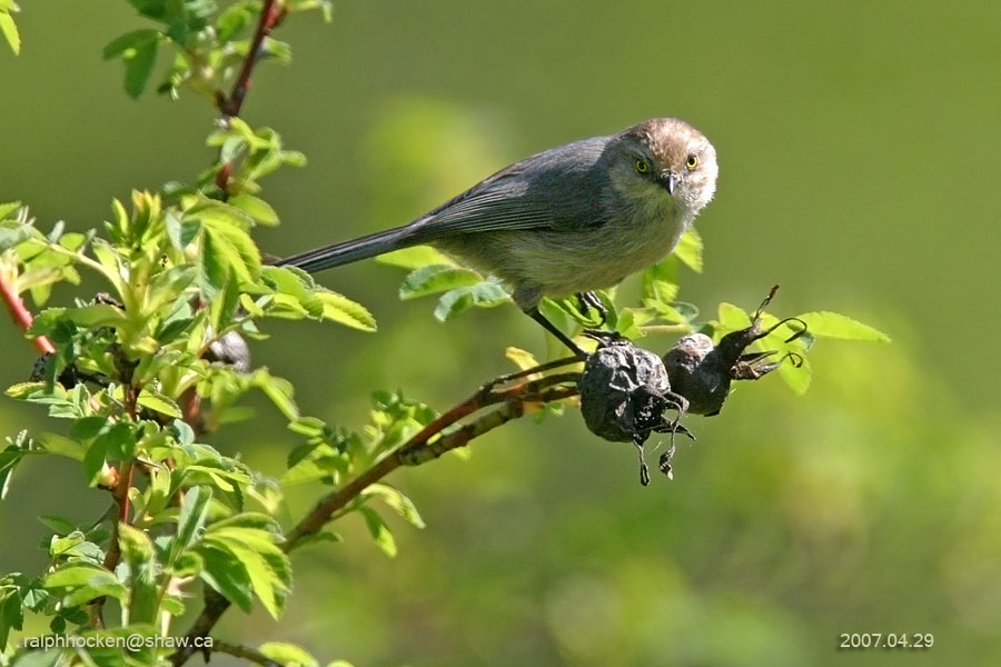 The Backyard Wildbird and Nature Store Nanaimo bird report, April 17, 2016