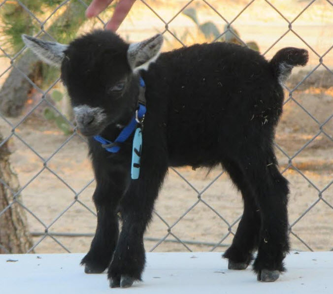Amber Waves Pygmy Goats: New Black Hand Raised Bottle Baby Available - African Pygmy