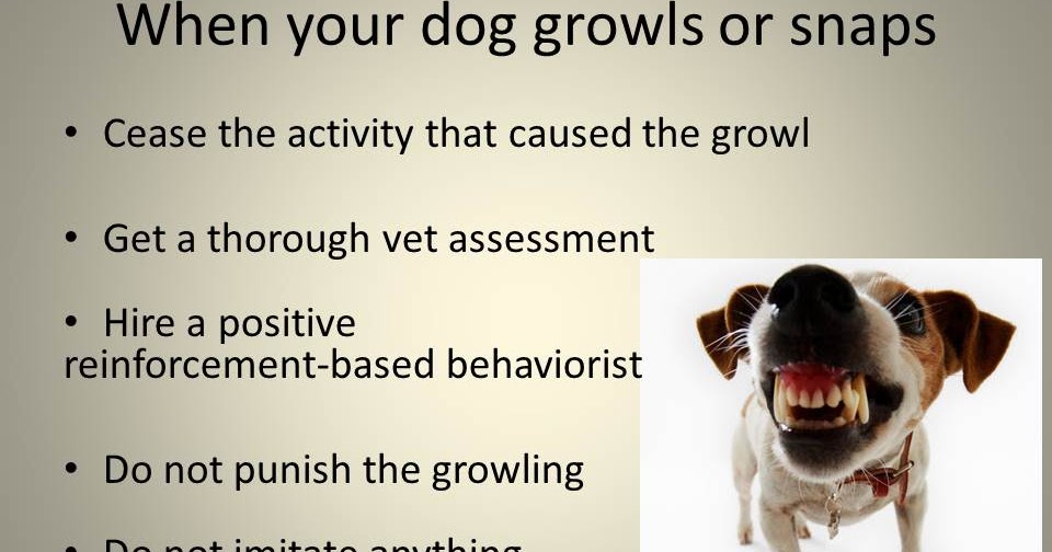 pet-education-my-dog-growled-at-me-what-do-i-do