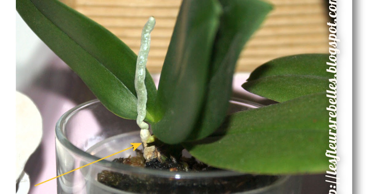 Coupe remplie de billes d'argile sous un phalaenopsis en pot