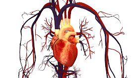 Gambar Jantung Manusia pada Sistem Peredaran Darah