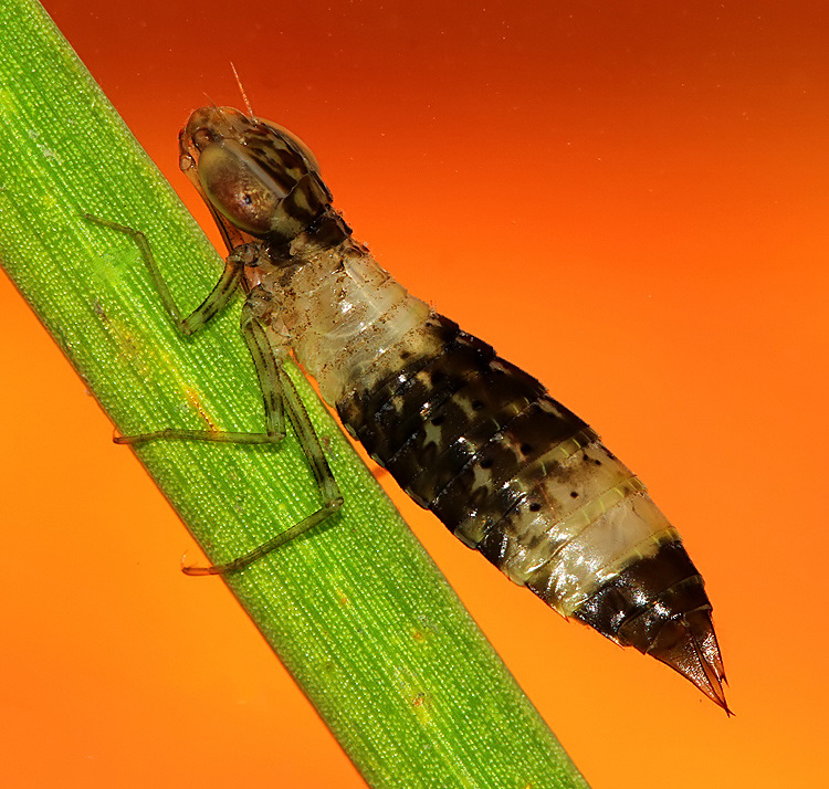 Kent Dragonflies: 'Striped' Emperor Dragonfly Nymph