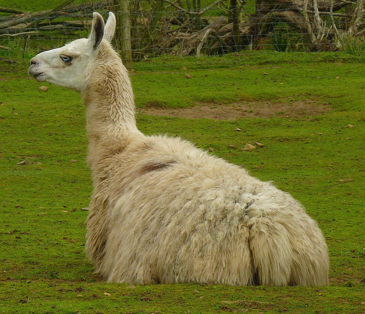 Llama2. Лама+ альпака. Шерстистая альпака. Лама гуанако. Лама глама порода.