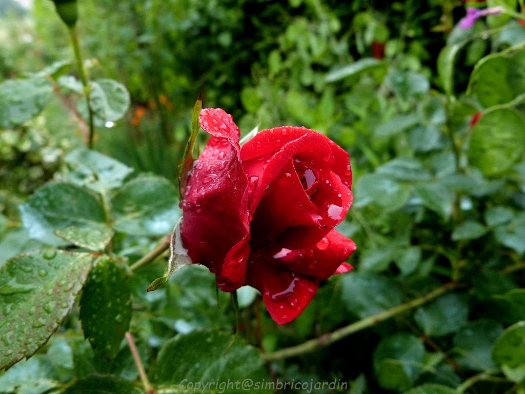 Les 52 Meilleures Images De Fleur Rose Rouge Fleur Rose Rouge