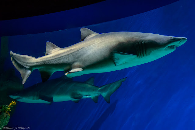 Москвариум акулы фото