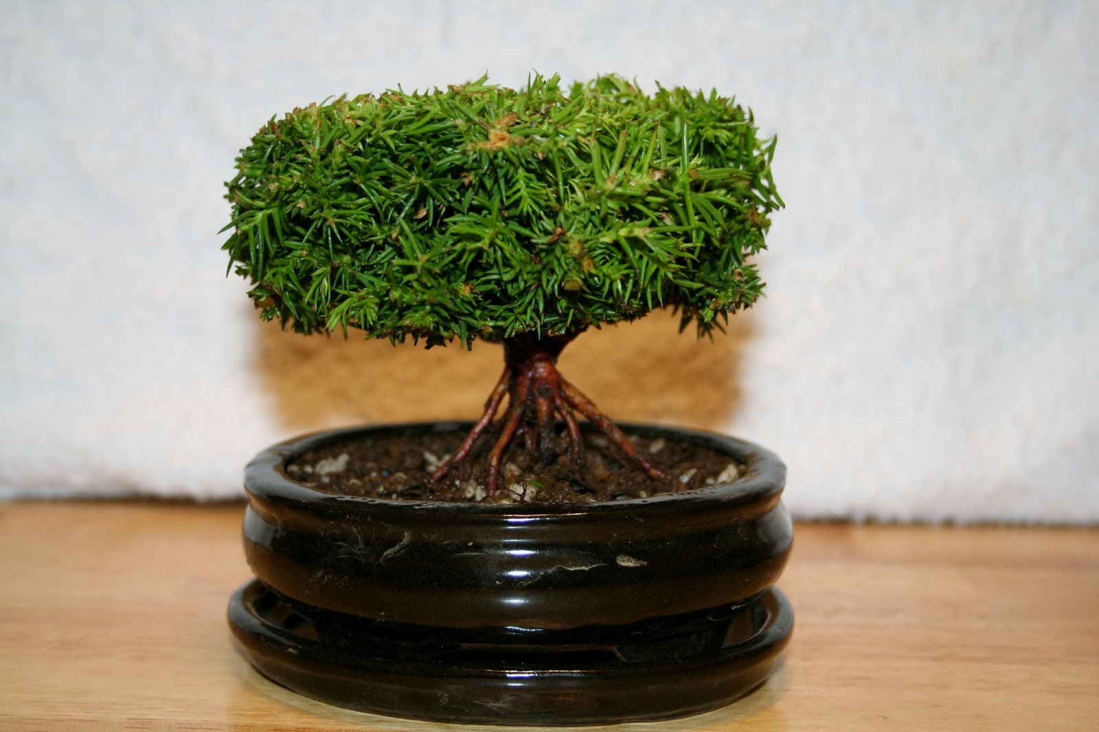 Bonsai trees available for sale.