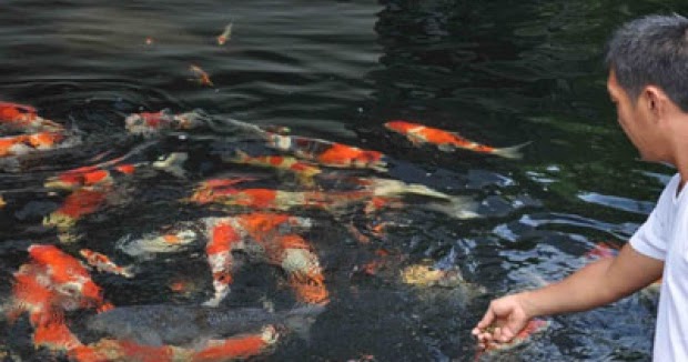 Ikan Nila Terbesar / Gambar Ikan Lele Besar - Untuk Anda Gratis / Nggak