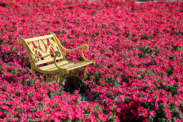 台中后里|中社花市|2019百合花和數十種花海美翻天|婚紗外拍熱門景點 台中后里|中社花市|2019百合花和數十種花海美翻天|婚紗外拍熱門景點