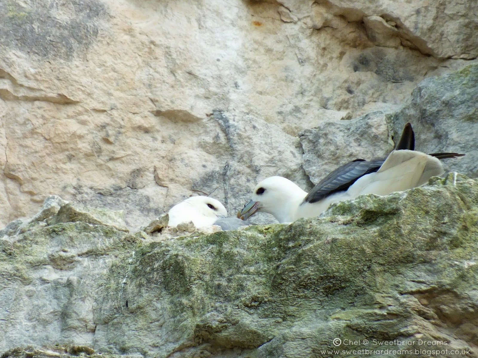 Sweetbriar Dreams Singing Cockles and Mussels Alive Alive Oh