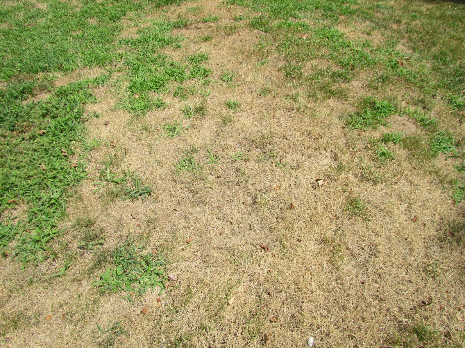 Purdue Turf Tips: Turf: Dead or Alive?