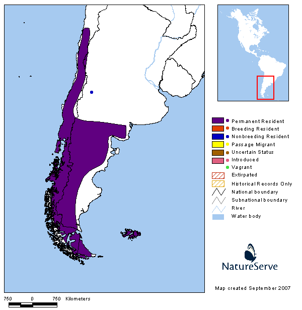Zorzal patagónico (Turdus falcklandii)