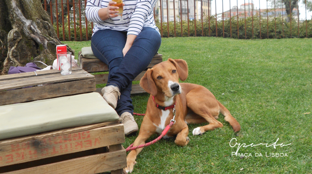 Qué ver en Oporto en un día