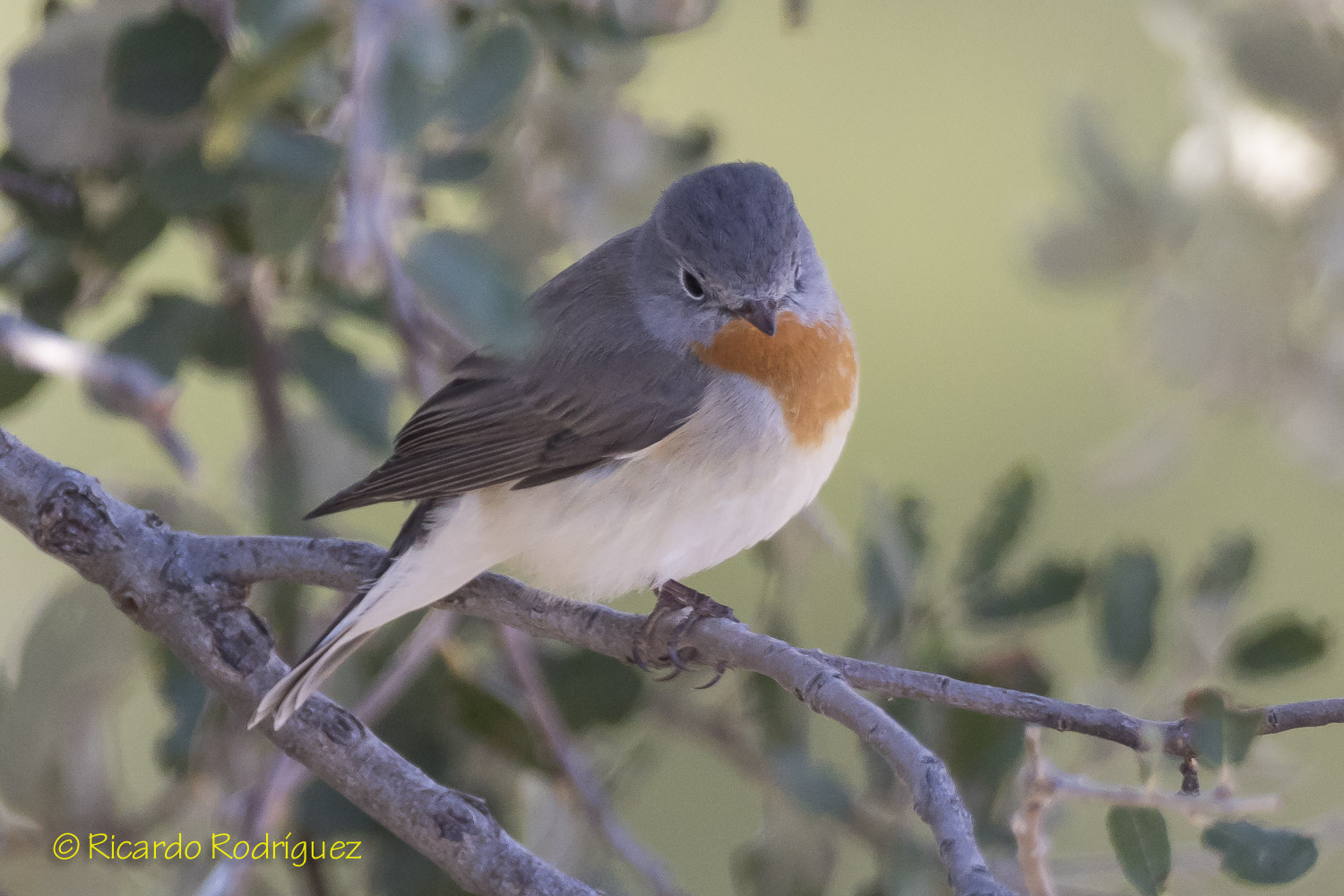 Aves Ricardo Rodriguez: Papamoscas papirrojo (Ficedula parva)