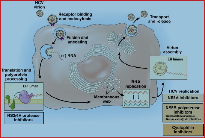 AudioInterferonFree Regimens for Hepatitis C Are We