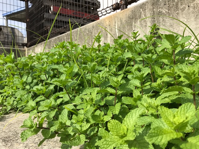 Ierum Santamaria ミントの季節