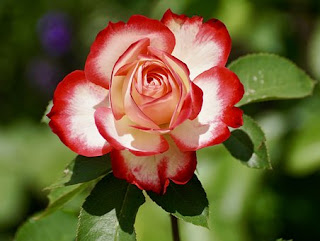 rose-www.healthote25.com