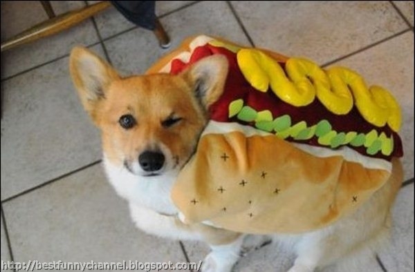 Dog hot dog.