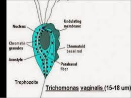 emberi trichomonas)