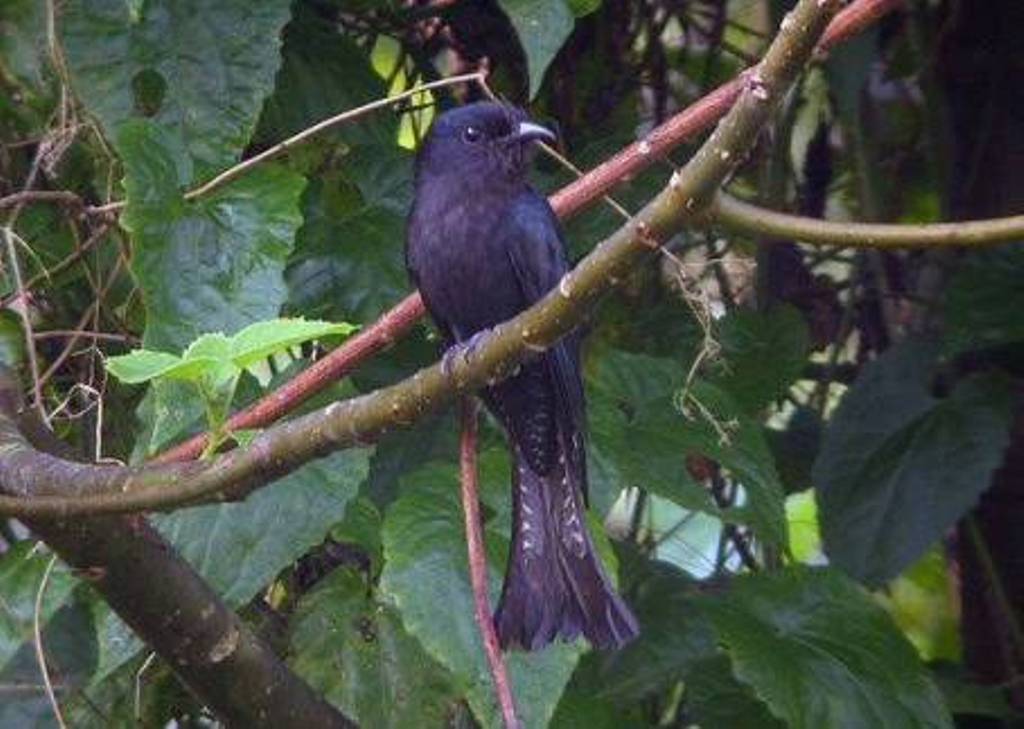 Misteri Suara Burung Ini Pertanda Kematian Pelita Karawang