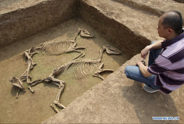 Chariot, horse pits unearthed in central China - The Archaeology News ...