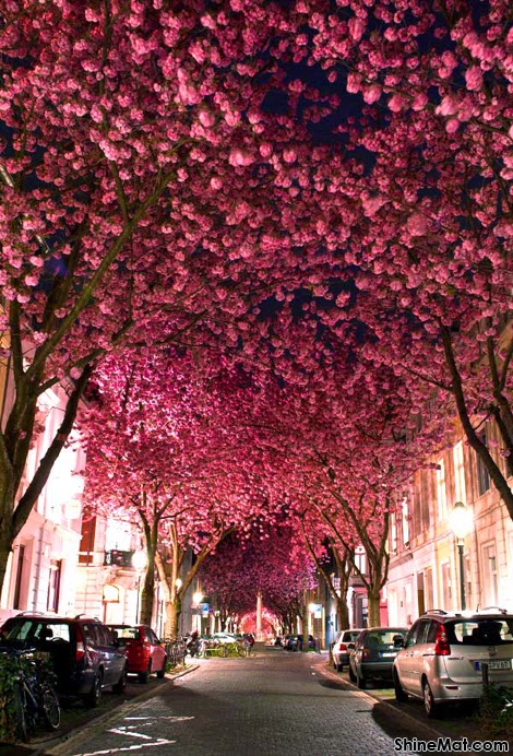 Cherry Blossom Avenue, Bonn, Germany