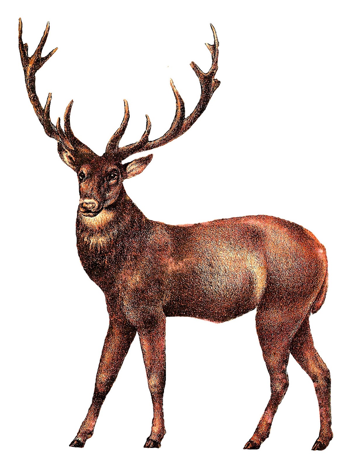 vintage deer clip art - photo #7