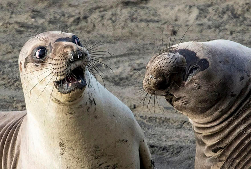 14 Entries To The 2017 Comedy Wildlife Photography Awards That Will Make You Laugh Your Heart Out - Wtf!, San Simeon, California By George Cathcart