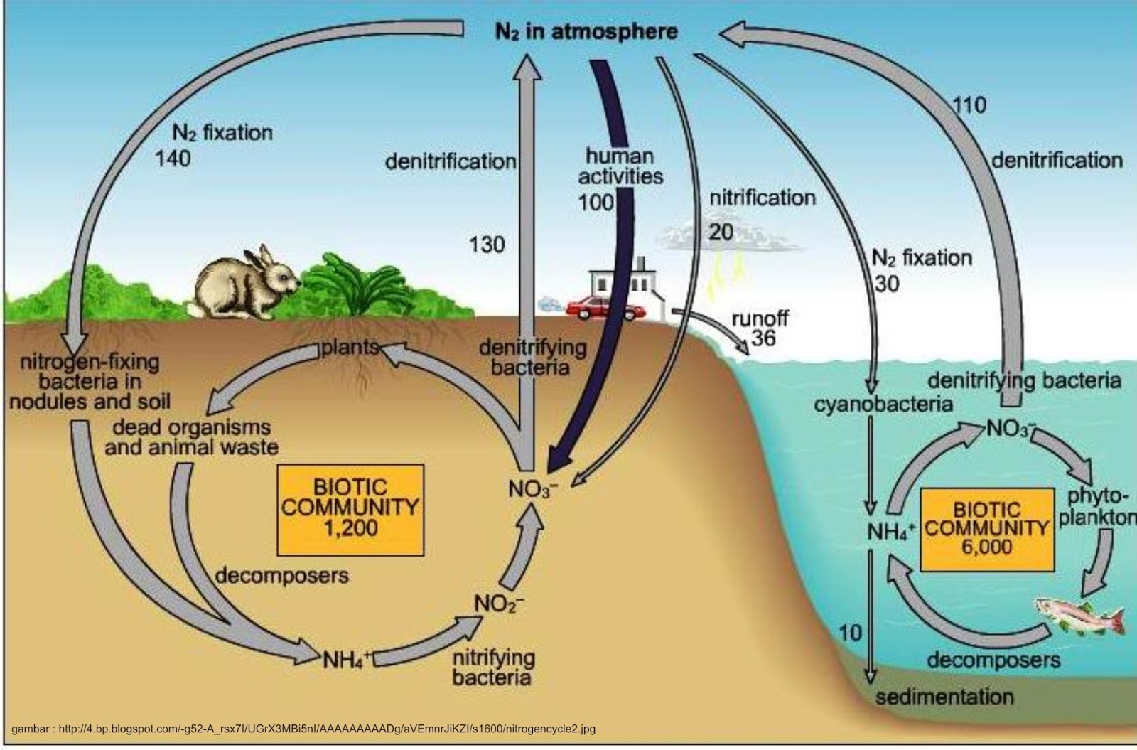 Круговорот азота в природе впр. Глобальный круговорот азота. Круговорот азота в природе схема. Круговорот азота и углерода в природе схема. Биогеохимический цикл азота.