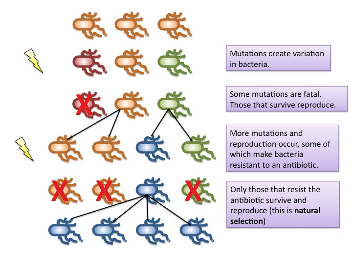 Pictures Of Natural Selection | Pictures of Nnature