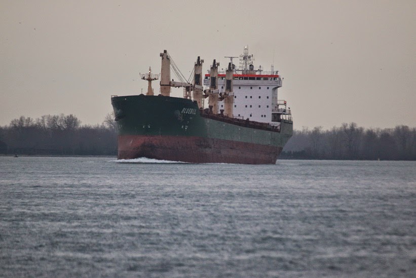 Michigan Exposures: The Bluebill Appears