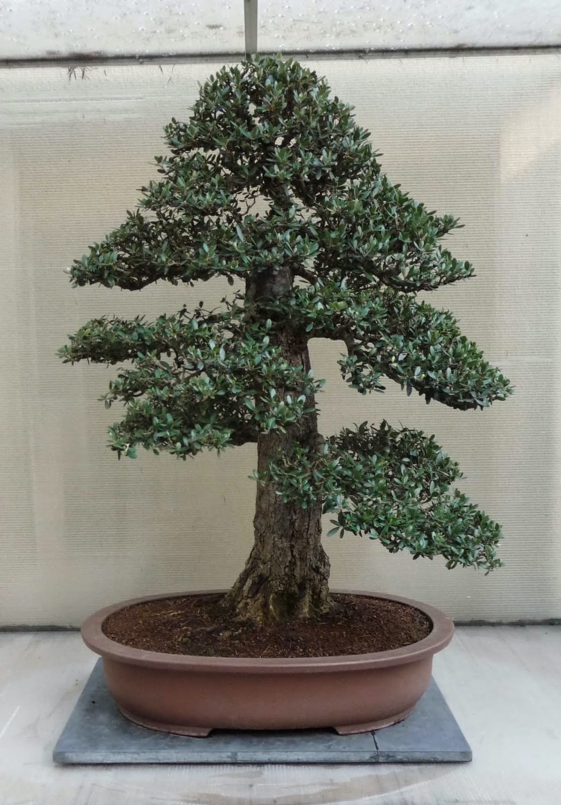 Stephen Cullum's Bonsai & Pottery Post 191 Pacific Bonsai Collection