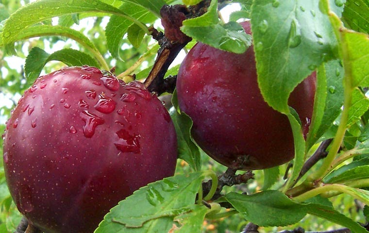 Ameixa para cachorro Outlet