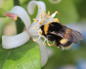 Humlor / Bumblebees