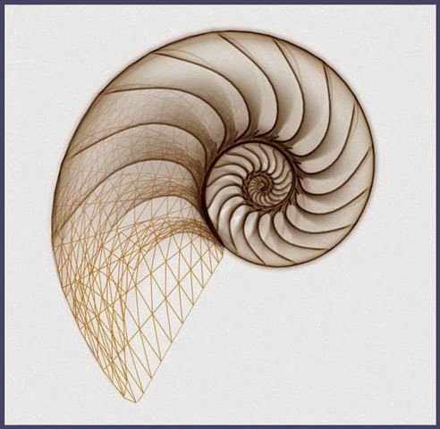 Spiral shell of the nautilus