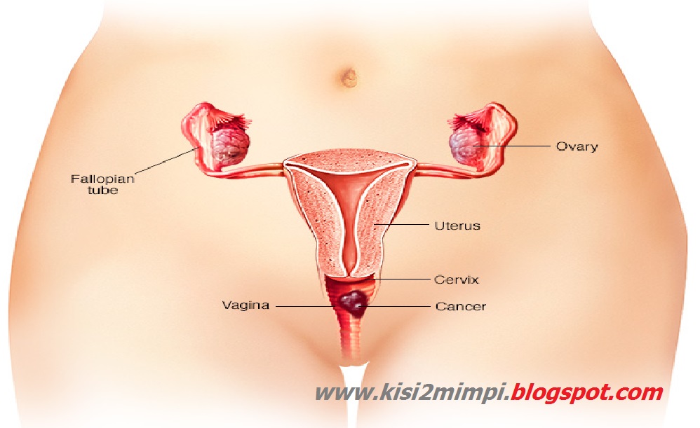 Mimpi Vagina Menurut Tafsir Islam Arti Mimpi