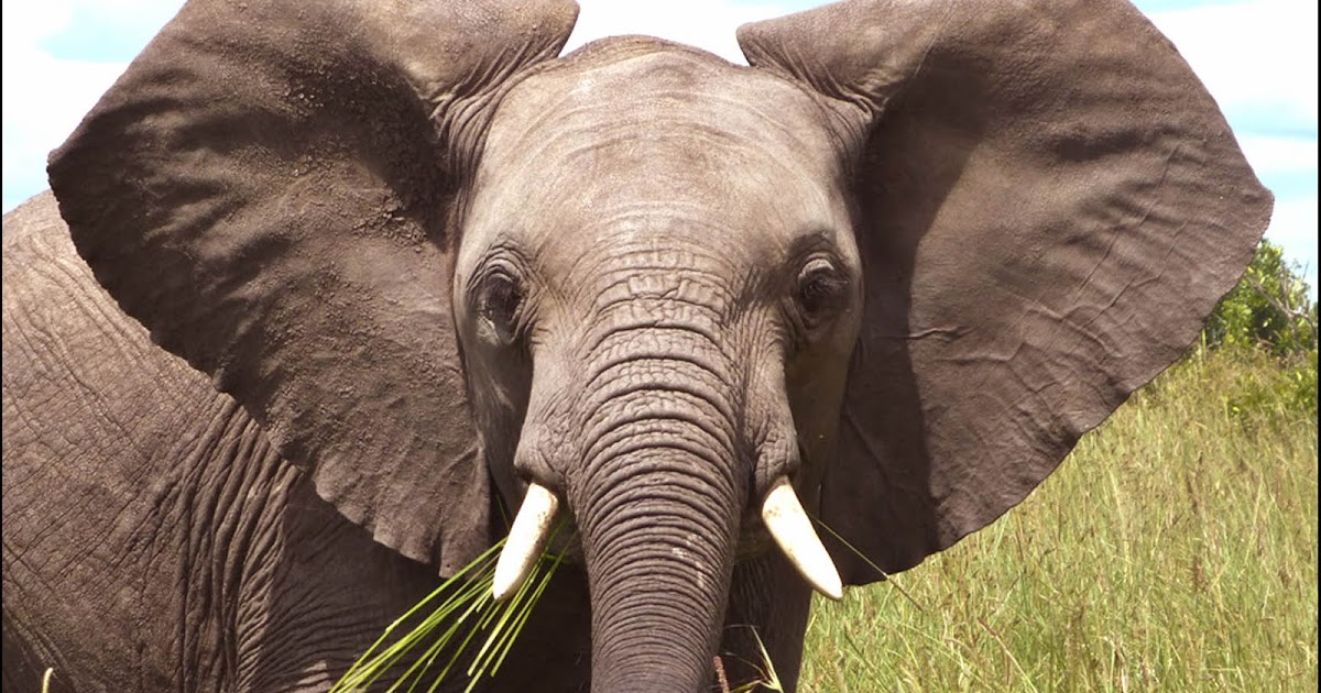 Buckles Blog ELEPHANT EARS