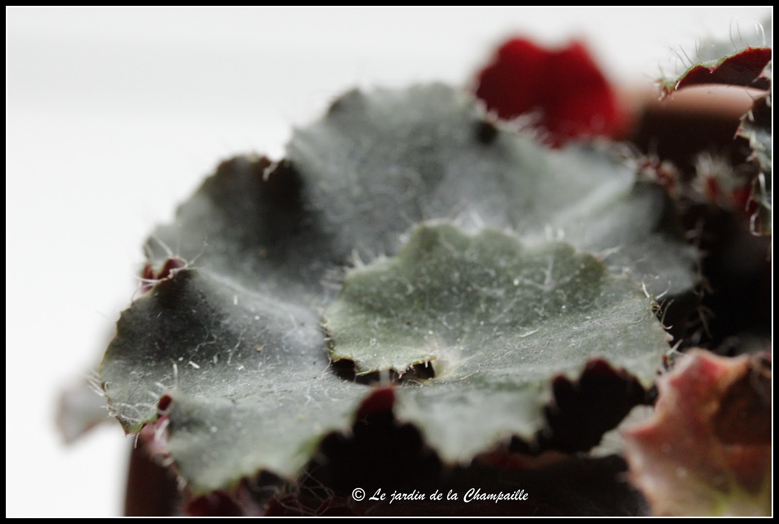 Le Jardin De La Champaille Mes Begonias
