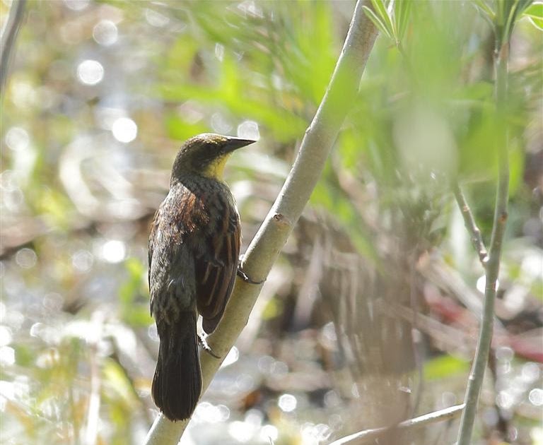 mis fotos de aves Agelasticus cyanopus Varillero Negro Unicolored