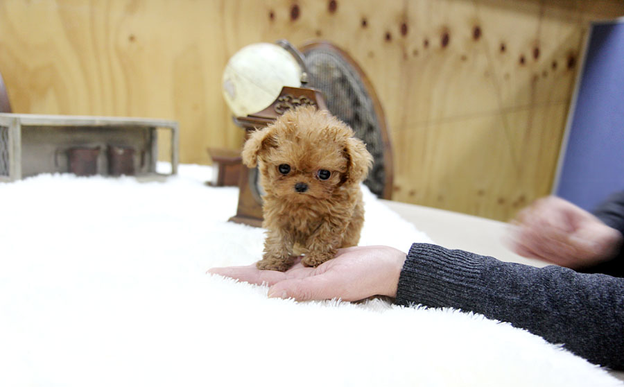 TEACUP PUPPY ★Teacup puppy for sale★Teacup poodle Gretel for U!
