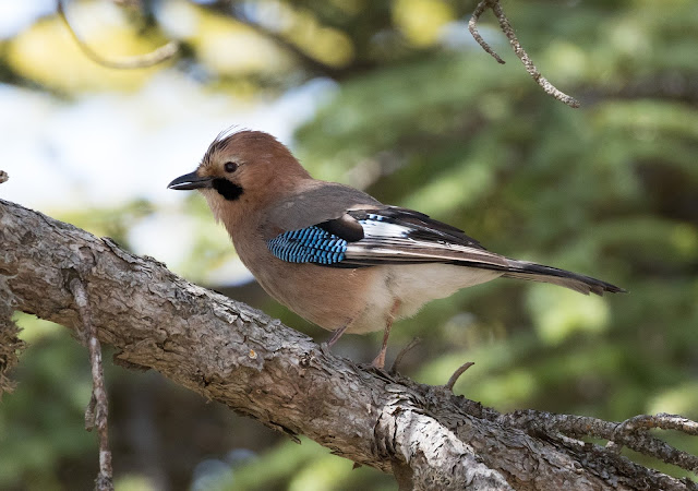 Jay ssp glazneri - Troodos Mountains, Cyprus