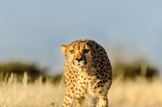 Conheça o animal mais rápido do mundo | Maliária