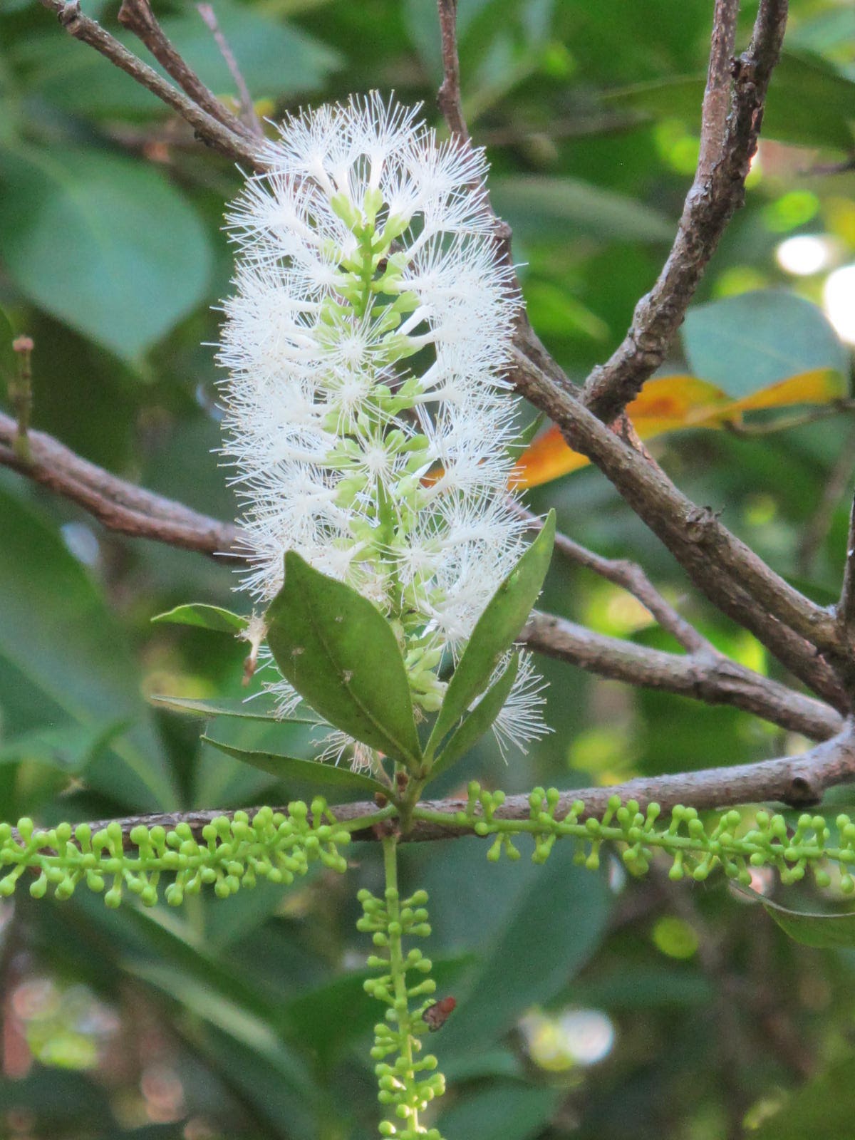 Fabaceae - Leguminosae no Brasil: Fabaceae - Inga laurina (Sw.) Willd ...