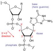 gambar RNA