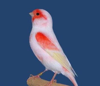 Toko Merka Mulia Burung Kicau Termahal Di Indonesia